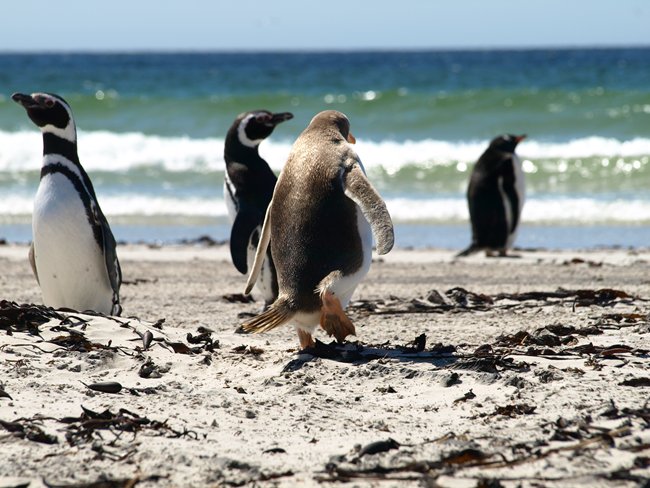 ../../Pictures/241209/053 Gentooalbino.JPG